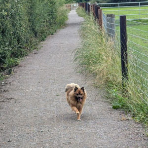 Dog being walked