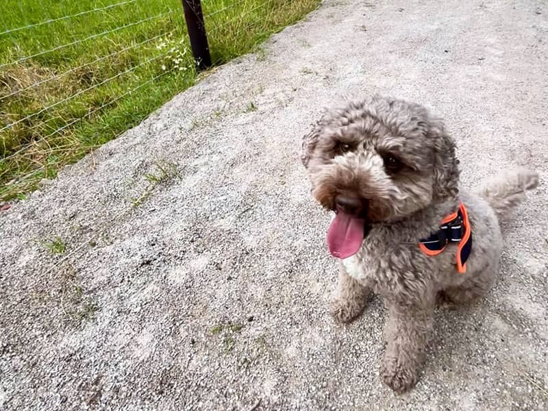 Small dog on walk